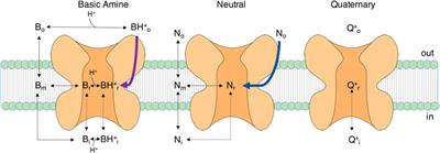 Sodium Channels and Local Anesthetics—Old Friends With New Perspectives